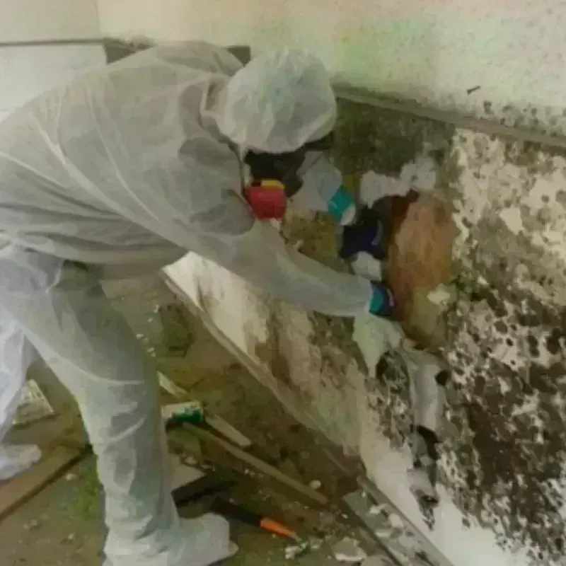 Mold Remediation and Removal in Mannington, WV